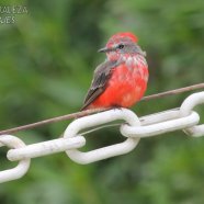Juvenil / Juvenile
