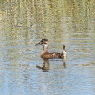 Hembra / Female