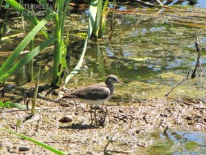 0268 - Pitotoy Solitario