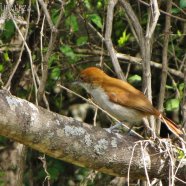 Hembra / Female
