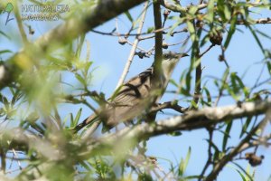 0372 - Cuclillo Canela