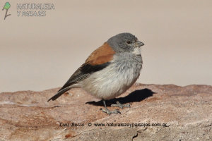 0919 - COMETOCINO DE DORSO CASTAÑO / COMESEBO PUNEÑO