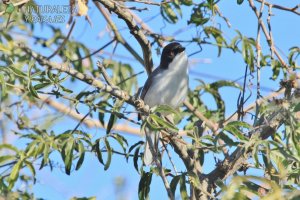 0938 - Monterita Cabeza Negra