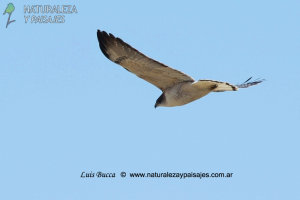 0178 - Aguilucho Común
