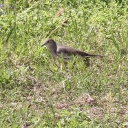 Juvenil / Juvenile