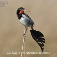 Iberá - Pcia. Corrientes