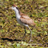 Juvenil / Juvenile