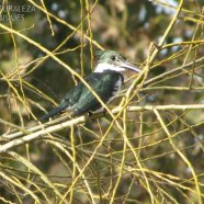 Hembra / Female