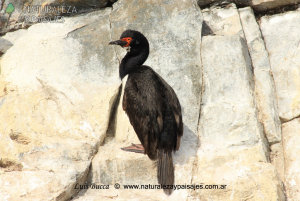 0076 - Cormorán Cuello Negro