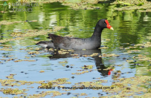 0239 - Pollona Negra