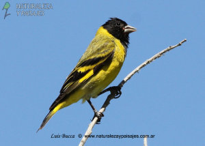 0945 - Cabecitanegra Común