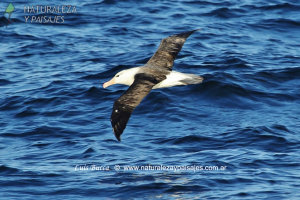 0036 - Albatros Ceja Negra