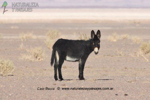 1230 - BURRO / ASNO