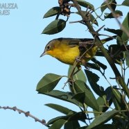 Hembra / Female