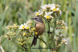 0939 - Cachilo Canela