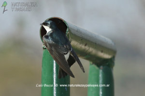 0774 - Golondrina Ceja Blanca (N)