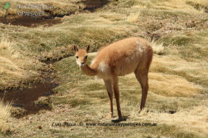 1210 - VICUÑA