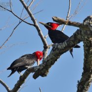 Macho y Hembra / Male and Female