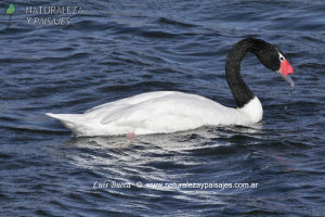 0117 - Cisne Cuello Negro