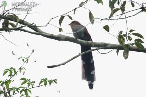 0381 - Tingazú