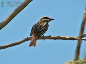 0682 - Benteveo Rayado