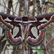 Mariposa de la Ventana o de las chilcas (Rothschildia jacobaeae, familia Saturniidae)