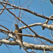 Juvenil / Juvenile