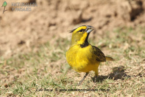 0874 - Cardenal Amarillo