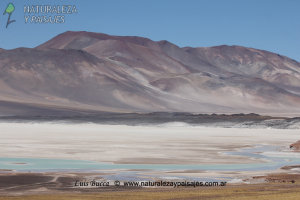 2001 - LAGUNAS ALTIPLÁNICAS - ATACAMA