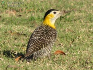 0471 - Carpintero Campestre