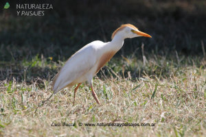 0089 - Garcita Bueyera