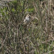 Macho juvenil / Juvenile male