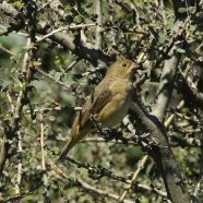 Hembra / Female