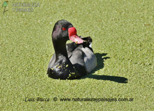 0140 - Pato Picazo