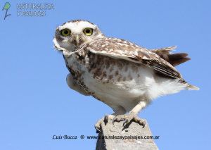 0388 - Lechucita Vizcachera