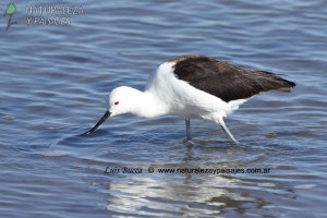 0251 - CAITÍ / AVOCETA ANDINA