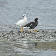 Macho y Hembra / Male and Female