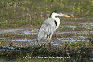 0080 - Garza Mora 