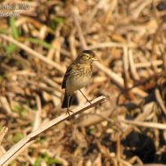 Hembra / Female