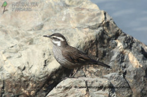 0526 - Remolinera Araucana