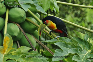 0465 - Tucán Pico Verde