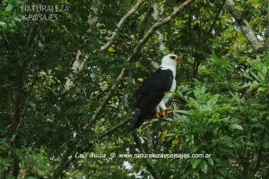0154 - Águila Viuda 