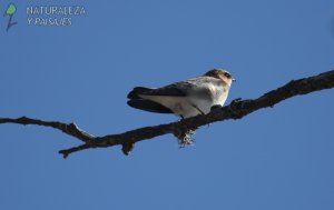 0781 - Golondrina Cabeza Rojiza