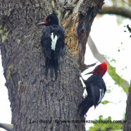 Macho y Hembra - Male and Female