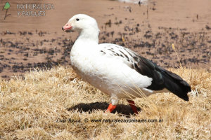 0120 - PIUQUÉN / GUAYATA