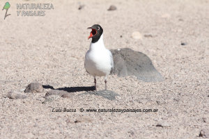 0304 - GAVIOTA ANDINA