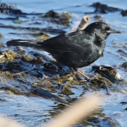 Juvenil / Juvenile