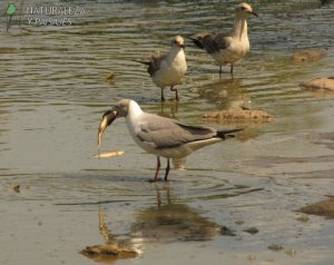 0305 - Gaviotas