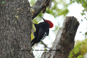 0500 - Carpintero Gigante