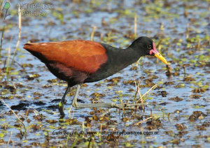 0246 - Jacana